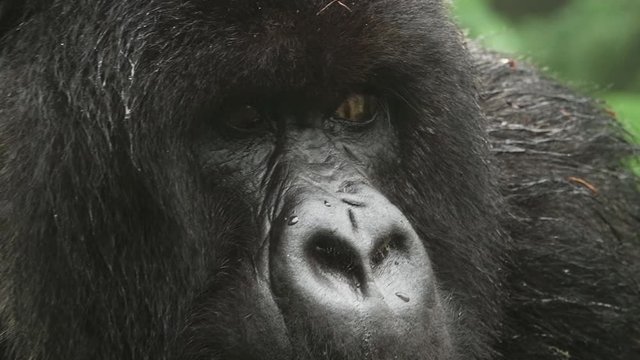 Silverback mountain gorilla zoom in to the face