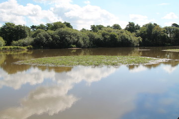A Quiet Lake with a Scrape Island for Bird Wildlife.