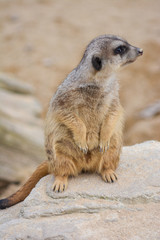 meerkat at the Wilhelma zoo in Stuttgart, South of Germany