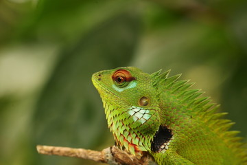 chameleon sitting on a tree branch in a tropical garden