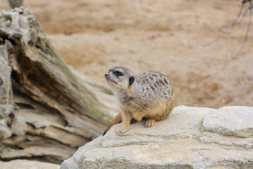 Fototapeta premium meerkat at the Wilhelma zoo in Stuttgart, South of Germany