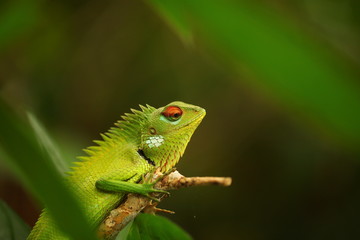 chameleon sitting on a tree branch in a tropical garden