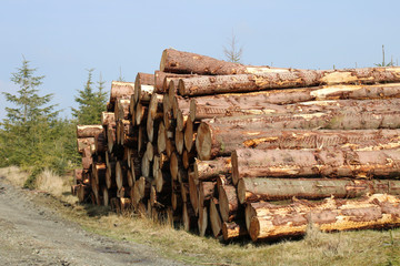 Pile of logs