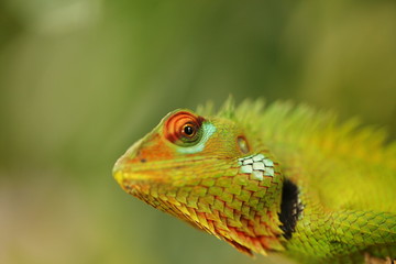chameleon sitting on a tree branch in a tropical garden