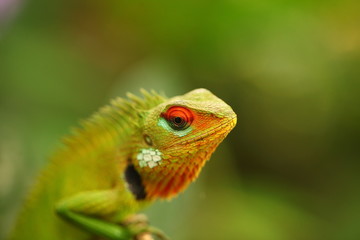chameleon sitting on a tree branch in a tropical garden