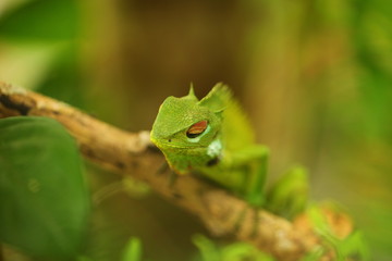 chameleon sitting on a tree branch in a tropical garden