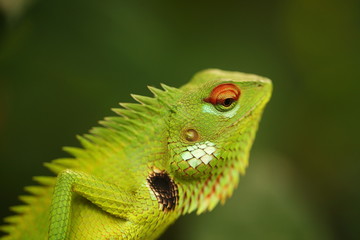 chameleon sitting on a tree branch in a tropical garden
