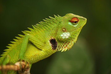 chameleon sitting on a tree branch in a tropical garden