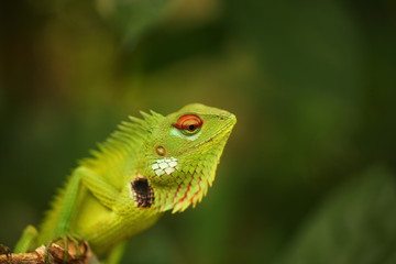 chameleon sitting on a tree branch in a tropical garden