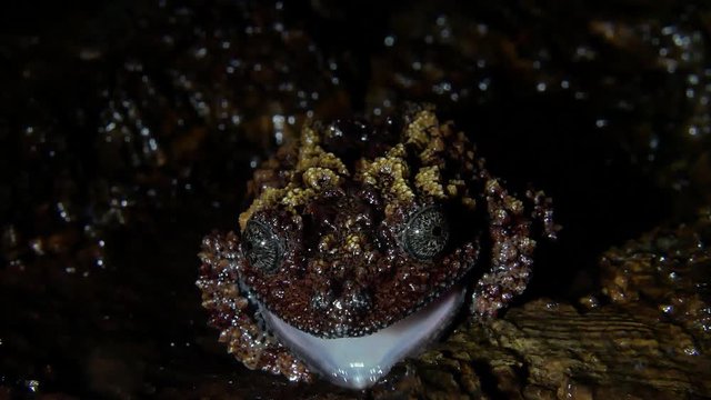 the frog opens his mouth and yawns