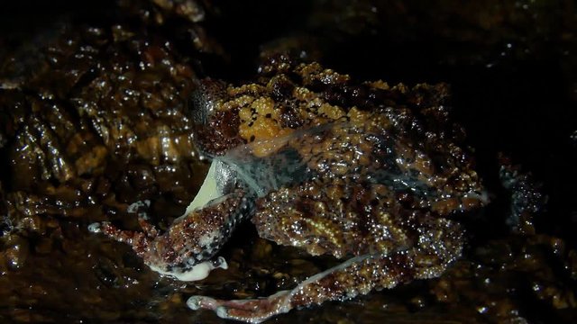 The Vietnamese frog molts and eats its skin.
