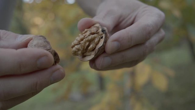Walnuss Schale &ouml;ffnen nah auf Finger