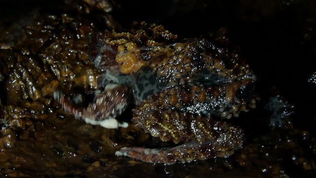 The Vietnamese frog molts and eats its skin.