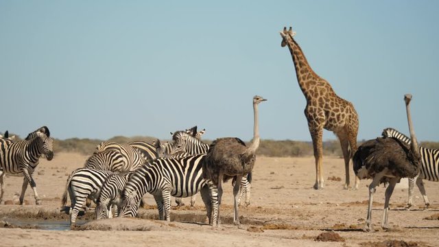 Zebras and ostriches by water hole, giraffe looking out