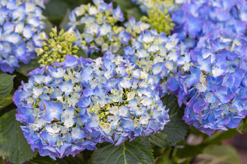 Hydrangea flowers bush. purple hydrangea. Home garden of hydrangea. Beautiful blooming of Macrophylla hydrangeas.