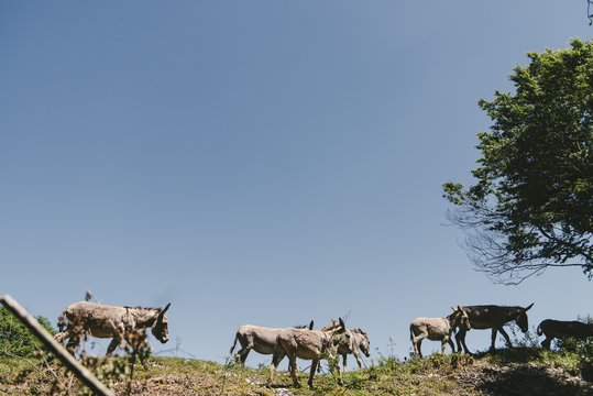 Troupeau d'ane au somme d'une colline