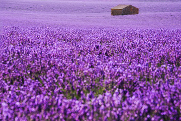 house in provence lavender in summer