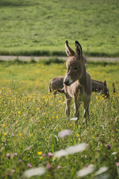 Jeunes anons dans les champs