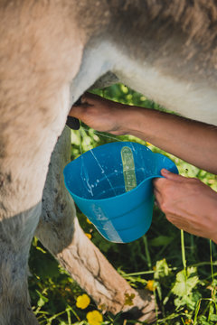 Traite pour le lait d'anesse