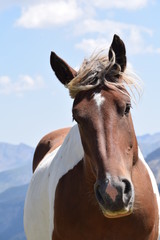 Fototapeta premium wild horse