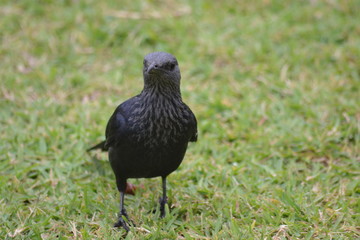 bird on the grass