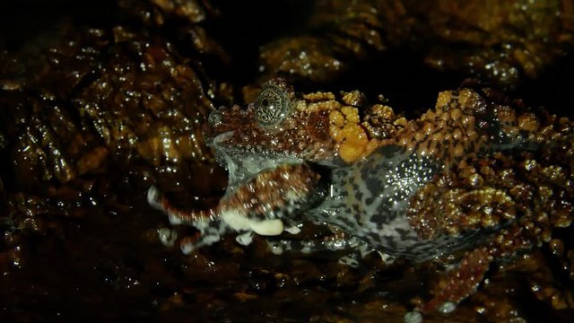 The Vietnamese frog molts and eats its skin.
