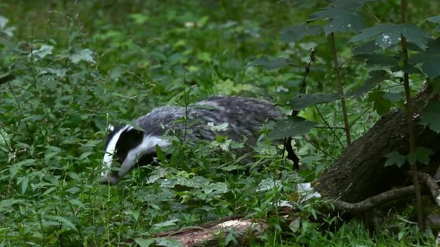 European badger (Meles meles) foraging in the undergrowth and looking for insects, grubs and earthworms in forest / woodland at dusk