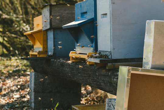 Ruches et abeilles dans les bois