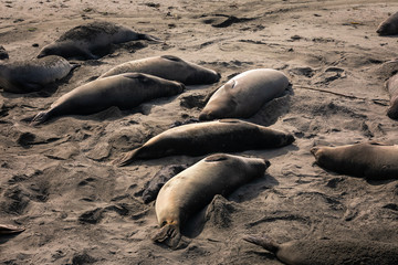 Elephant Seals at Piedras Blancas State Park next to the BIg Sur Highway, California, United States.