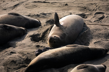 Elephant Seals at Piedras Blancas State Park next to the BIg Sur Highway, California, United States.