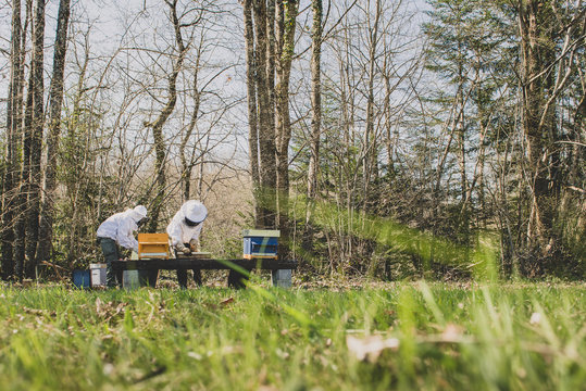 Apiculteur regarde ses abeilles