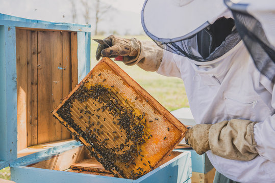 Apiculteur regarde ses abeilles