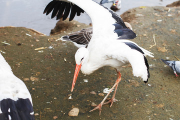 Storks near the lake. portrait of a stork. stork eats bread with its beak and flapping wings