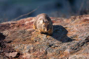 Obraz premium Little squirrel in the coast of California, United States.