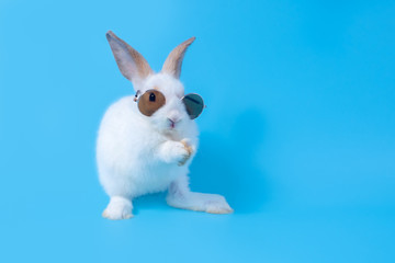 Little white baby rabbit with cute fur and black sunglasses. Standing on two feet because of...