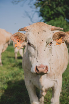 Vaches Blondes d'Aquitaine dans un champ