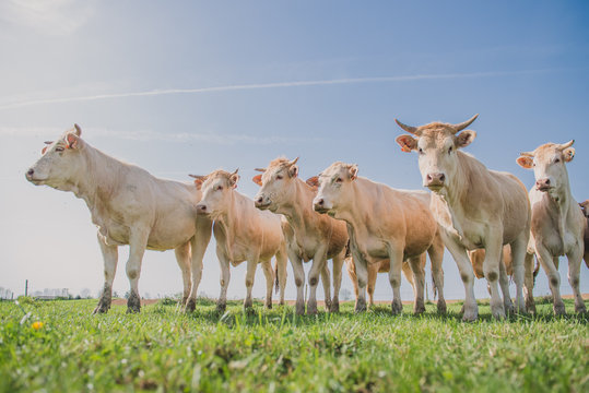 Vaches Blondes d'Aquitaine dans un champ
