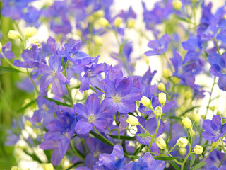 デルフィニウム