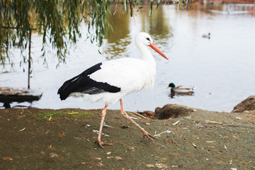 a Stork near the lake. portrait of a stork