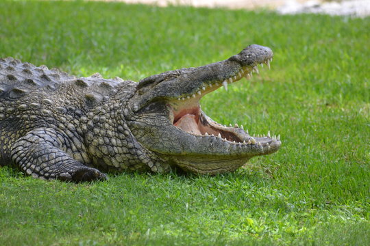 Crocodile With Mouth Open