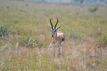 Springbok