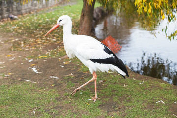 a Stork near the lake. portrait of a stork