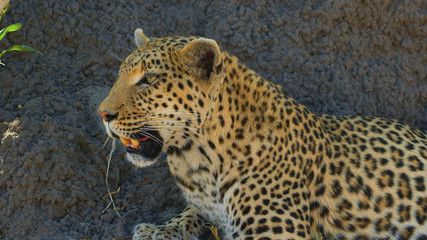 Fototapeta na wymiar cheetahs National Park Africa close up