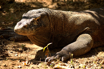 Closeup of a komodo dragon in Komodo National Park