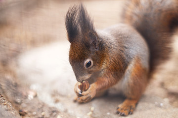 Naklejka na ściany i meble the squirrel nibbles acorn. portrait of a squirrel close