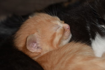 little kittens sleep on the sofa