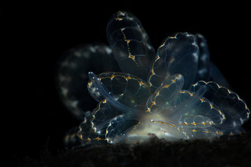 Butterfly Slug  (Cyerce sp.). Underwater macro photography from Tulamben, Bali,  Indonesia