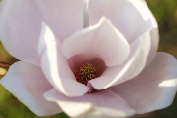 Blick in eine Magnolieblüte