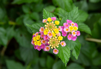 beautiful Lantana camara exotic tropical flower. plant that changes the color of its many flowers several times during flowering. distribution in tropical areas of America, Asia and Africa