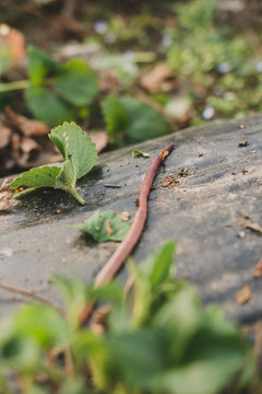 Ver de terre au milieu des fraisiers